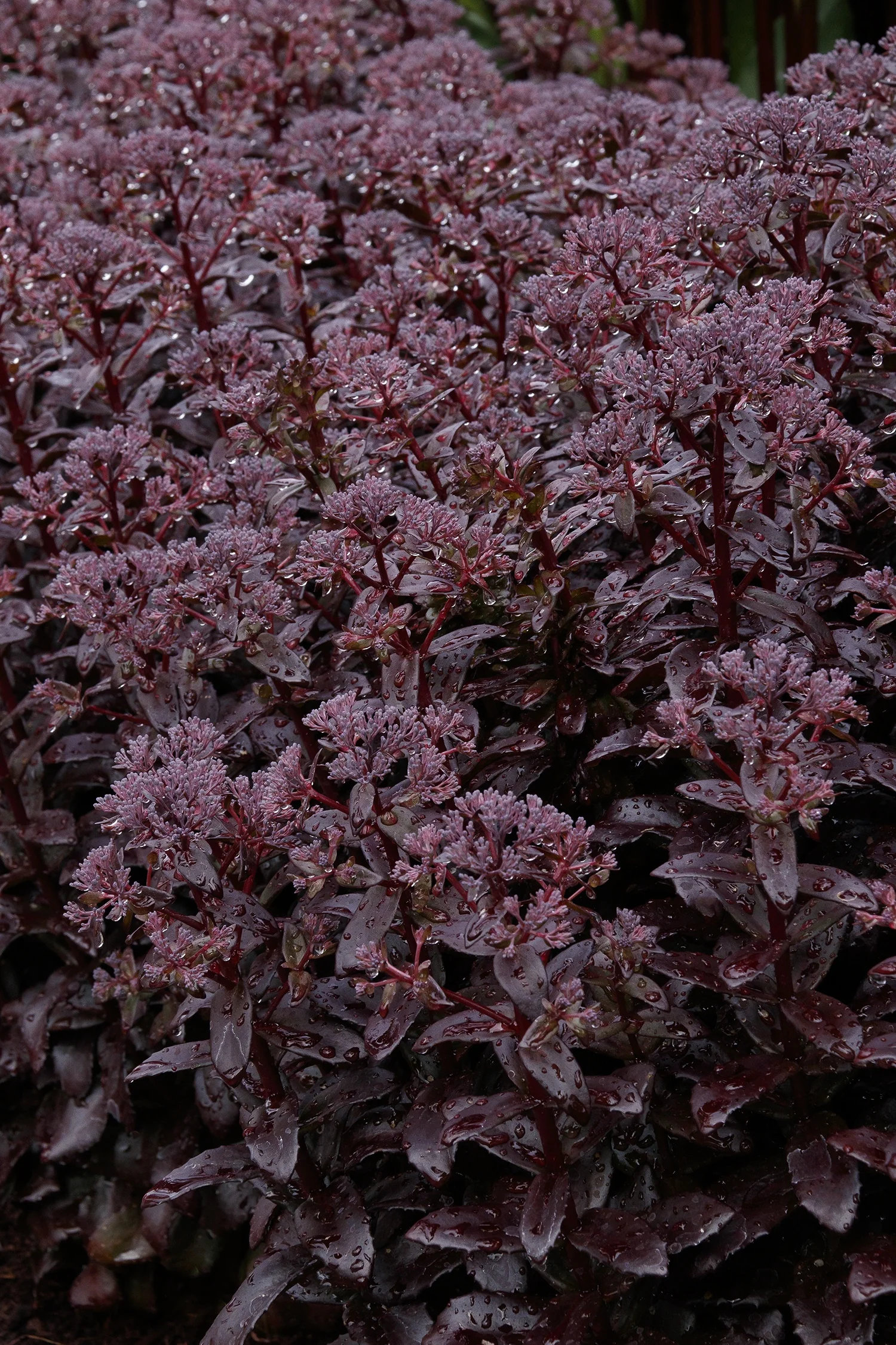 Dark Magic Sedum 1 Dark Magic Sedum