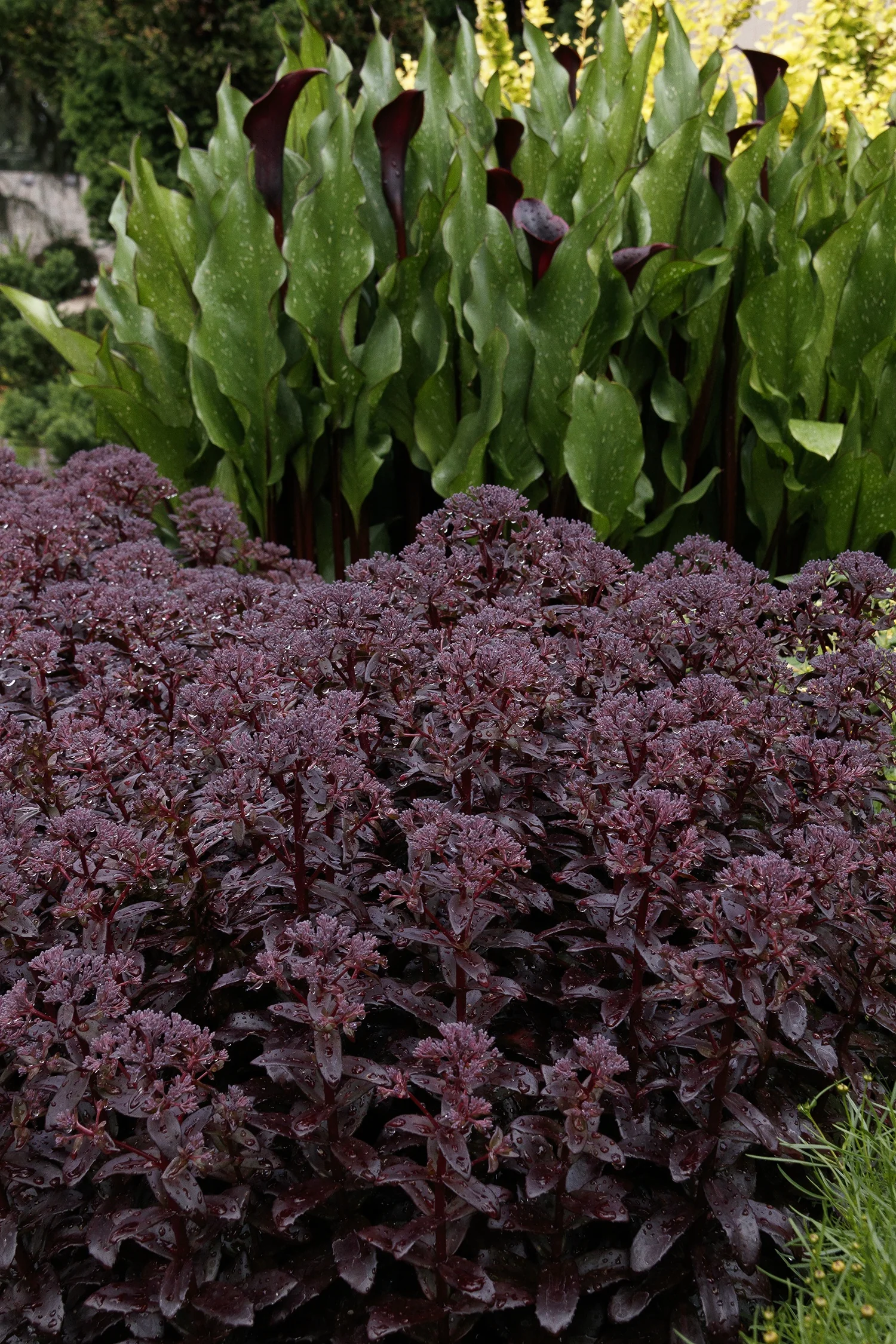 Dark Magic Sedum 2 Dark Magic Sedum