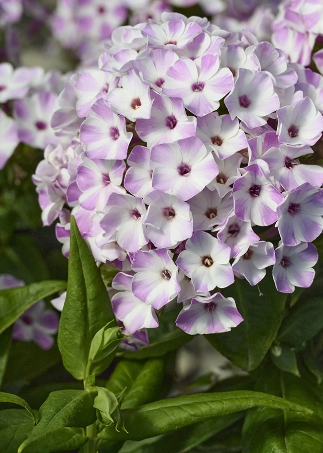 Flame® Lilac Star Garden Phlox 1 Flame® Lilac Star Garden Phlox