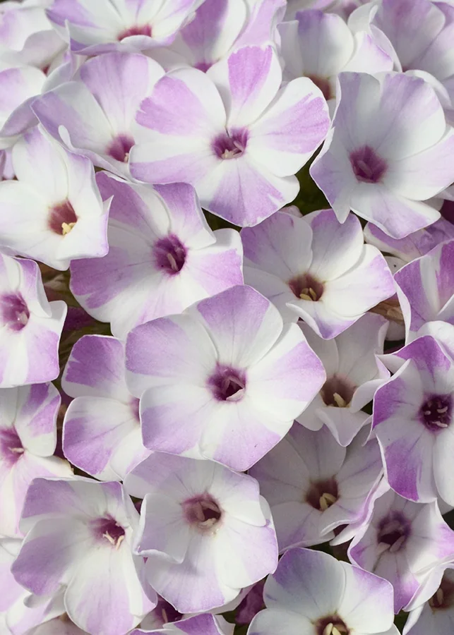 Flame® Lilac Star Garden Phlox 2 Flame® Lilac Star Garden Phlox