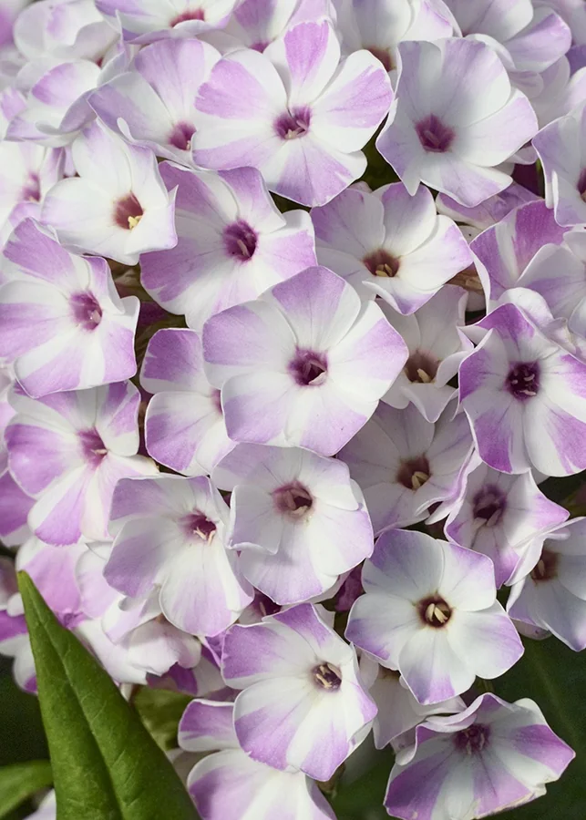 Flame® Lilac Star Garden Phlox 3 Flame® Lilac Star Garden Phlox