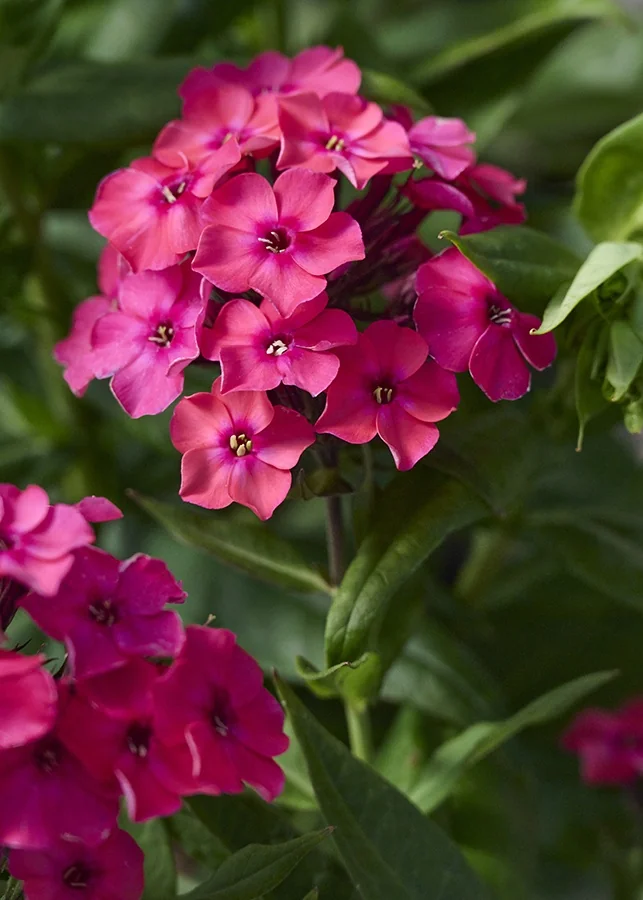 Flame® Watermelon Garden Phlox 3 Flame® Watermelon Garden Phlox
