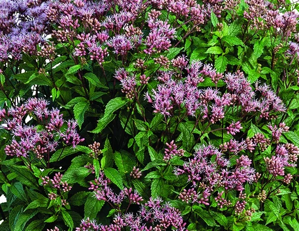 Little-Pye Joe Pye Weed 1 Little-Pye Joe Pye Weed