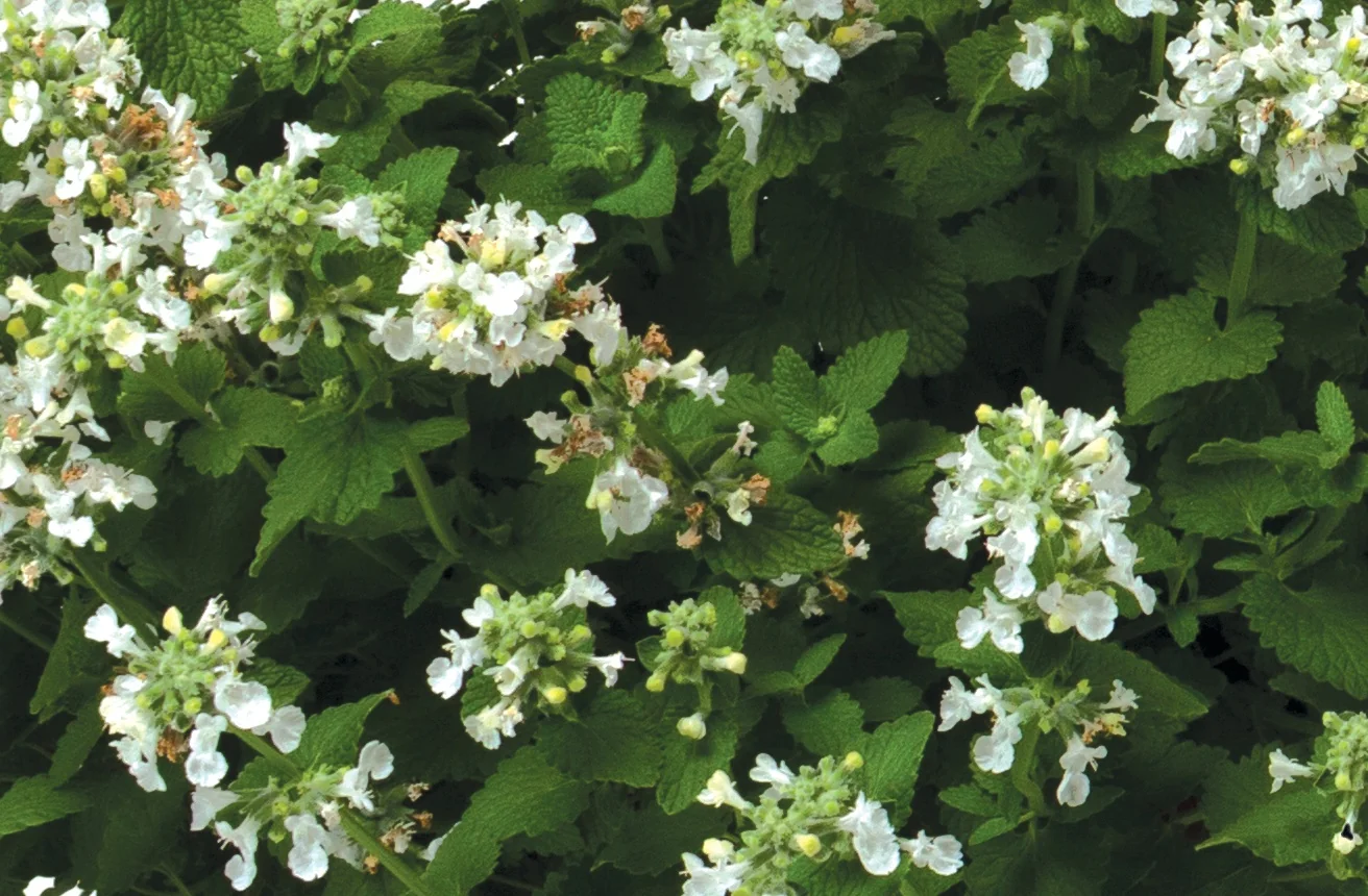 Serene Frost Catmint