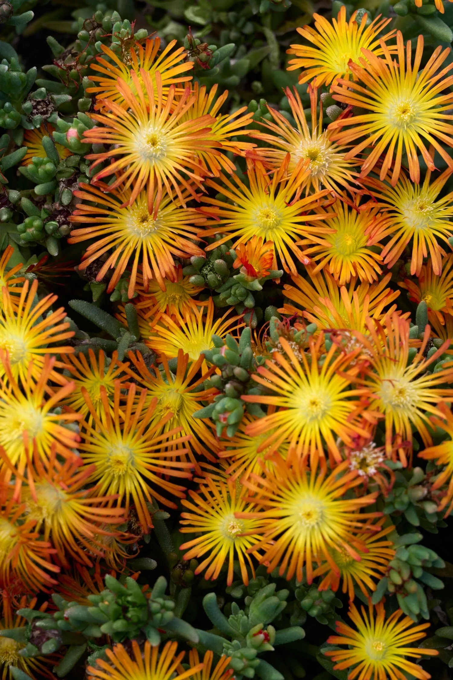 Delmara™ Orange Ice Plant 4 Delmara™ Orange Ice Plant