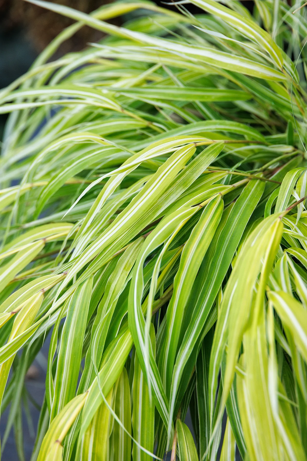Stripe It Rich Japanese Forest Grass
