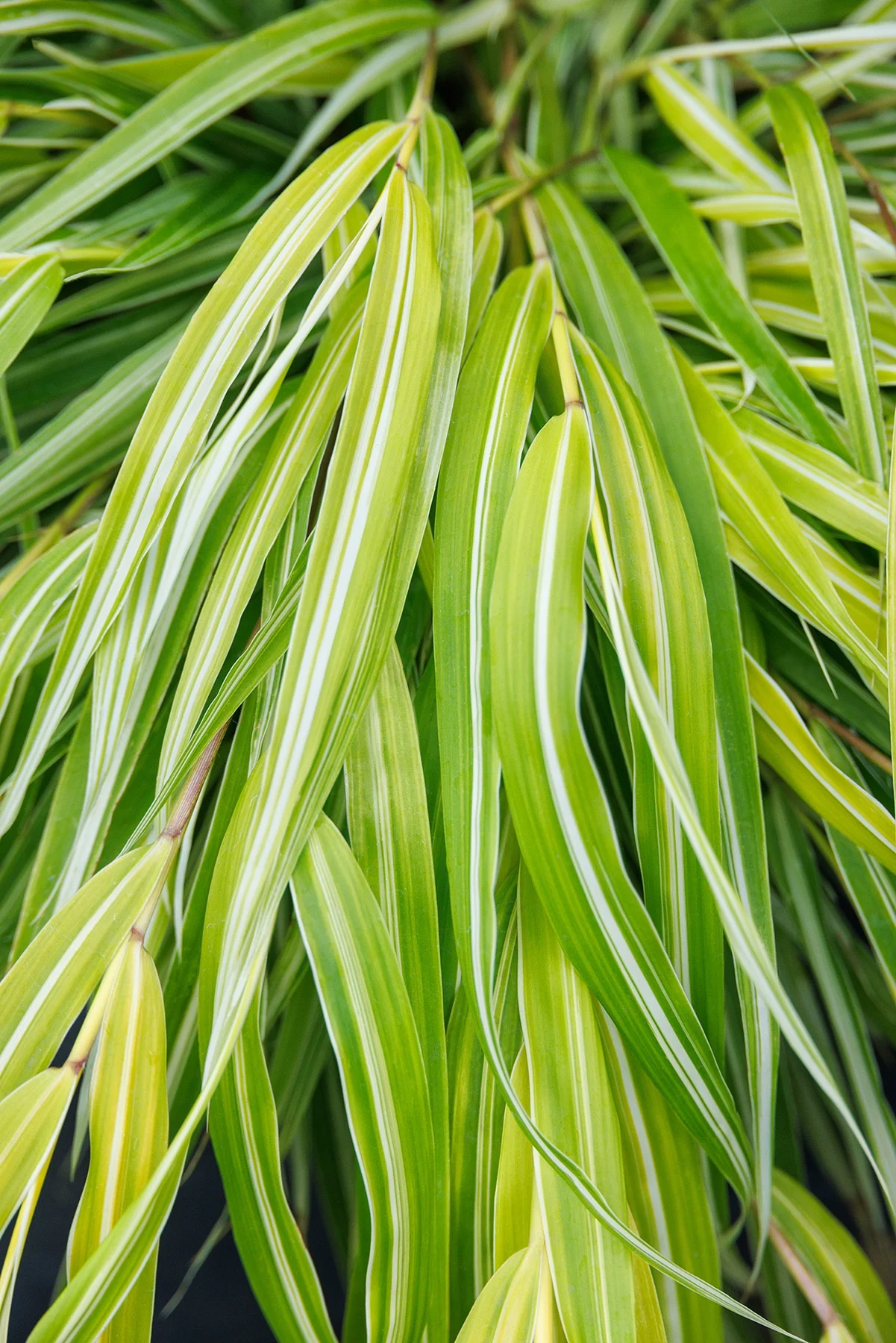 Stripe It Rich Japanese Forest Grass 2 Stripe It Rich Japanese Forest Grass