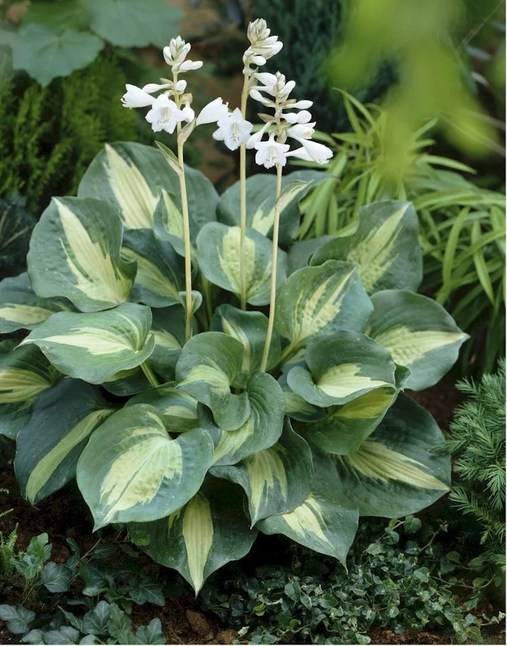 Thunderbolt Hosta 1 Thunderbolt Hosta