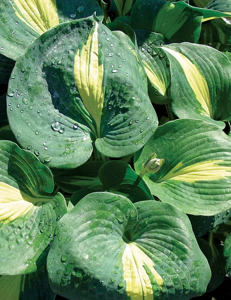 Thunderbolt Hosta 2 Thunderbolt Hosta