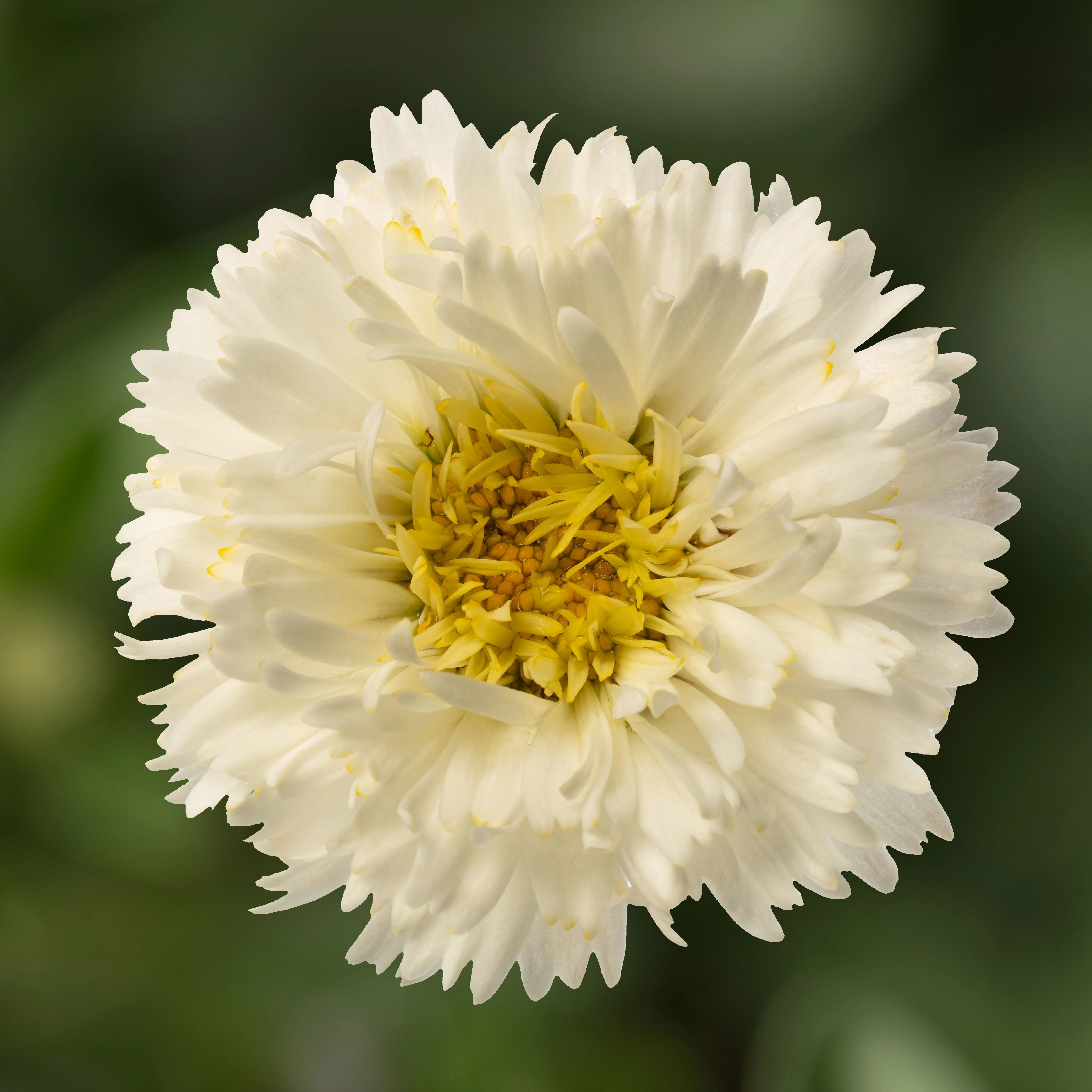 Western Star™ Pisces Shasta Daisy