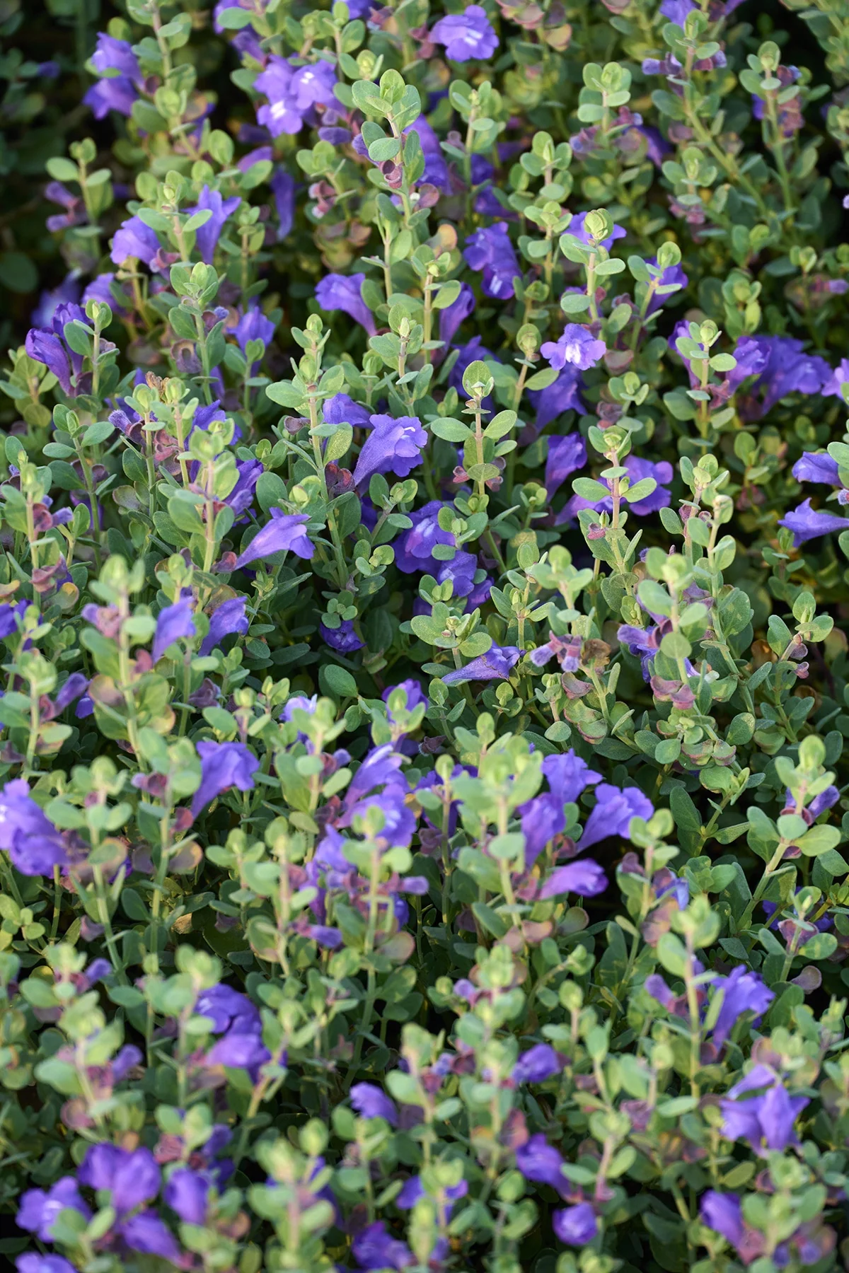 Smoky Hills Skullcap 5 Smoky Hills Skullcap