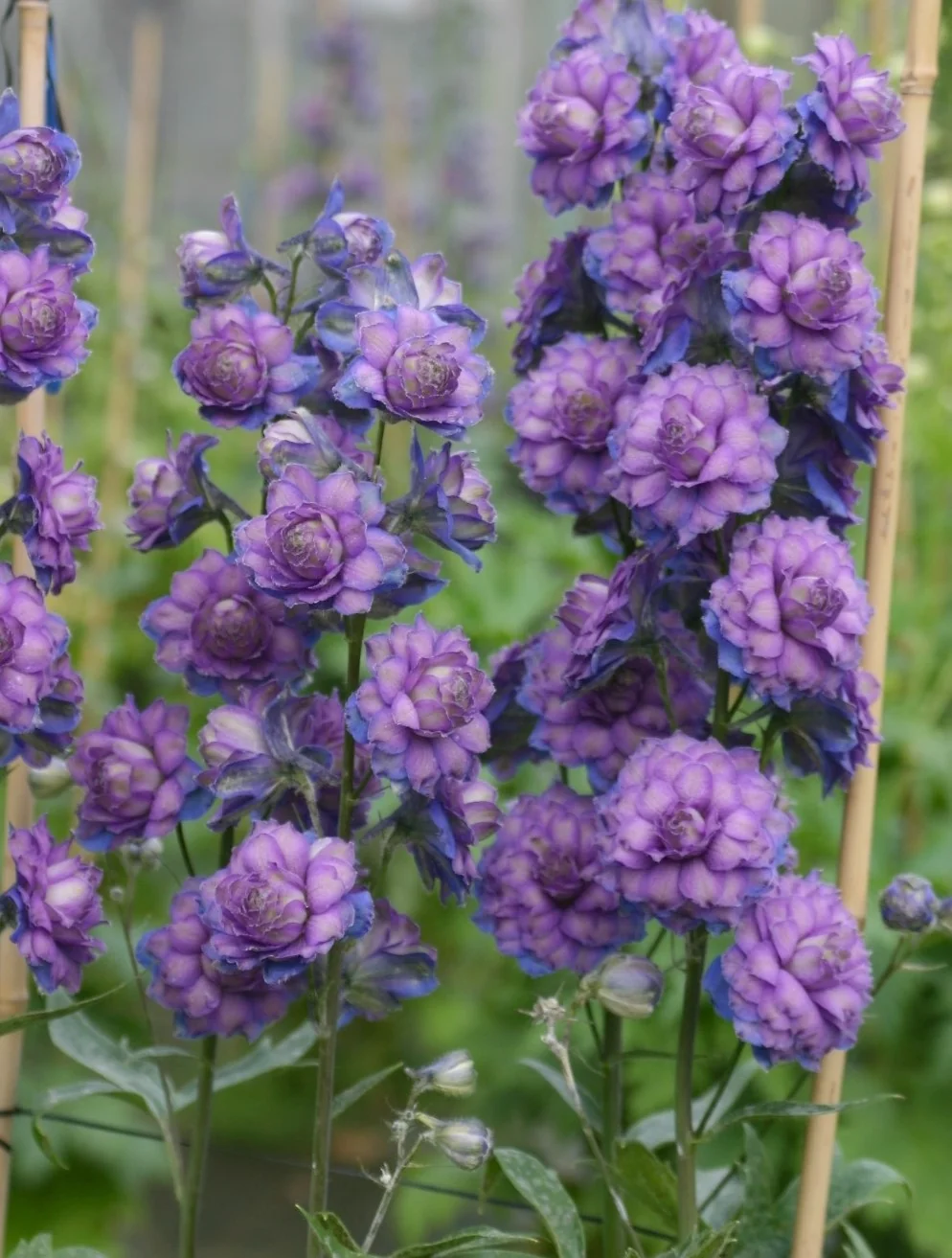 Highlander Sweet Sensation Delphinium 4 Highlander Sweet Sensation Delphinium