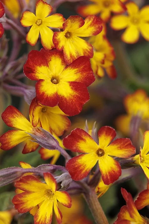 Yellow Picotee Oakleaf Primrose 1 Yellow Picotee Oakleaf Primrose