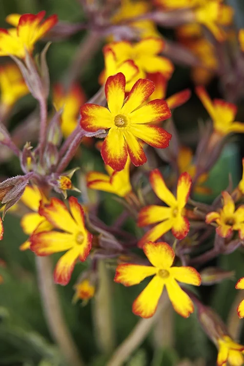 Yellow Picotee Oakleaf Primrose 2 Yellow Picotee Oakleaf Primrose