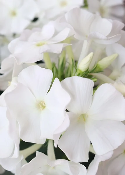 Flame® Pro White Garden Phlox 4 Flame® Pro White Garden Phlox