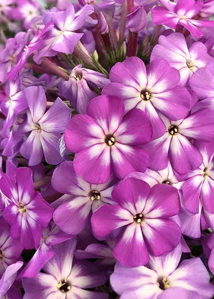 Flame® Pro Violet Charm Garden Phlox 3 Flame® Pro Violet Charm Garden Phlox