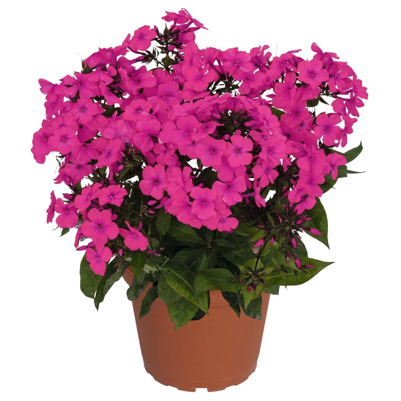 Flame® Pro Cerise Garden Phlox 1 Flame® Pro Cerise Garden Phlox