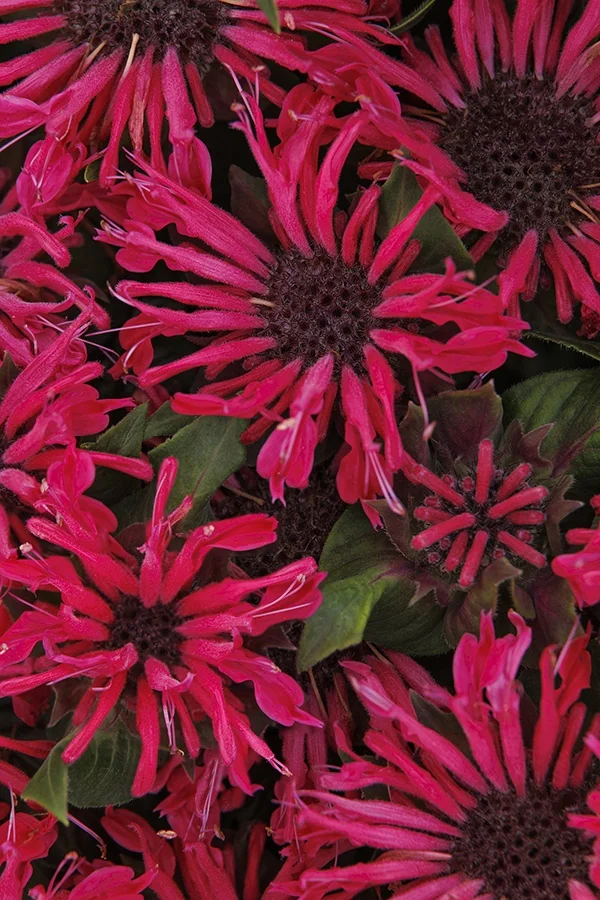 Pocahontas Red Rose Bee Balm 2 Pocahontas Red Rose Bee Balm