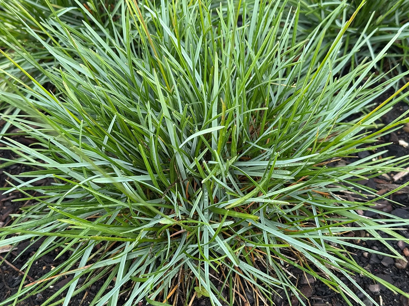 Star Crossed Moor Grass