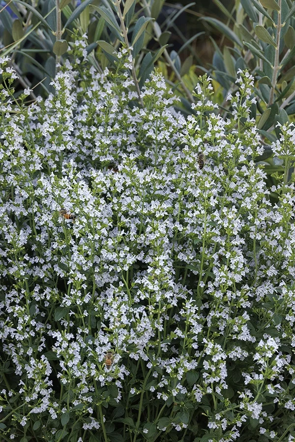 Calamint 5 Calamint