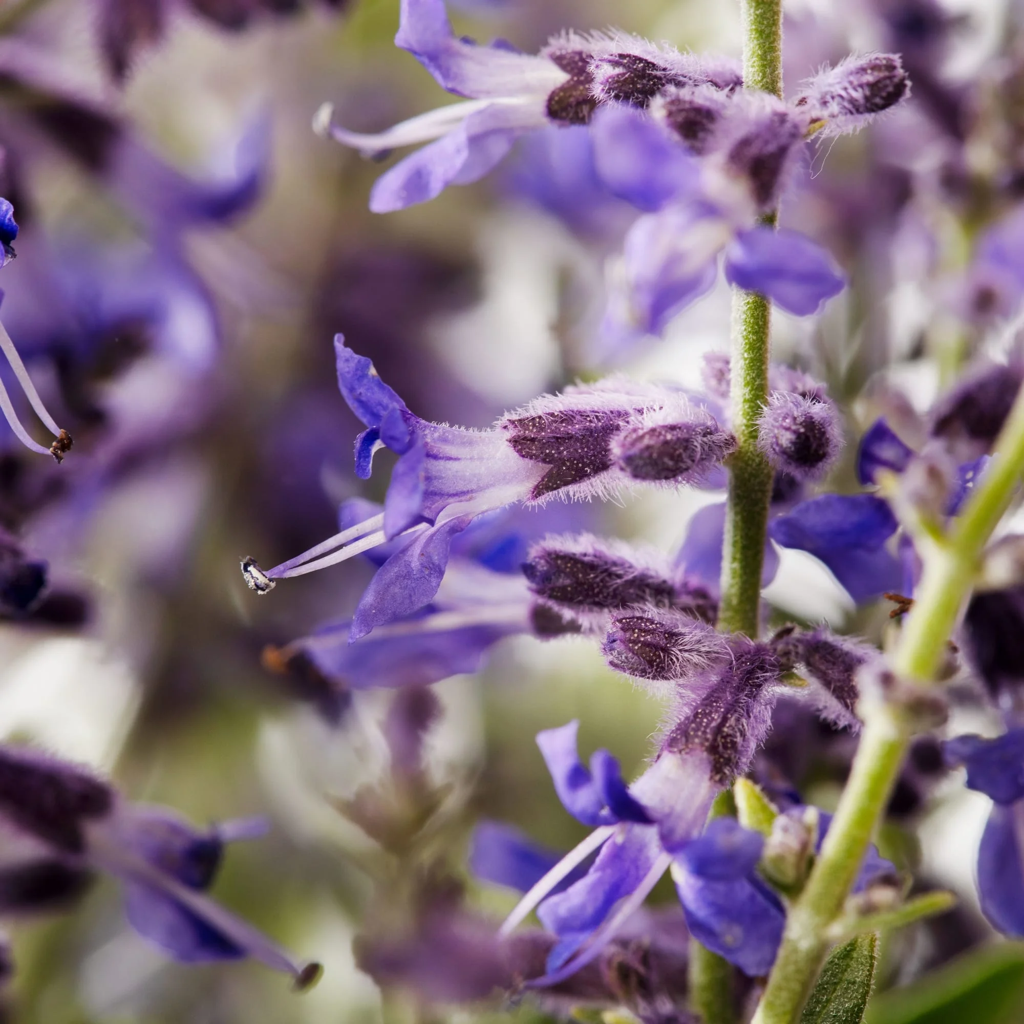 Zephyr™ Compact Blue Russian Sage