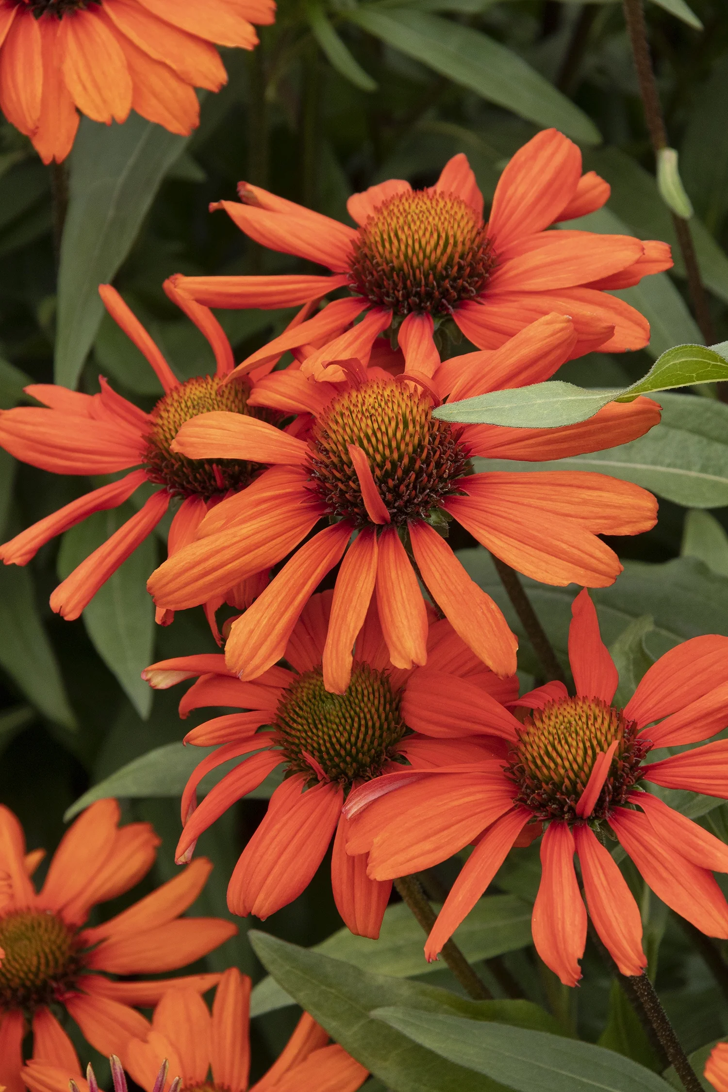 Kismet® Intense Orange Coneflower 1 Kismet® Intense Orange Coneflower