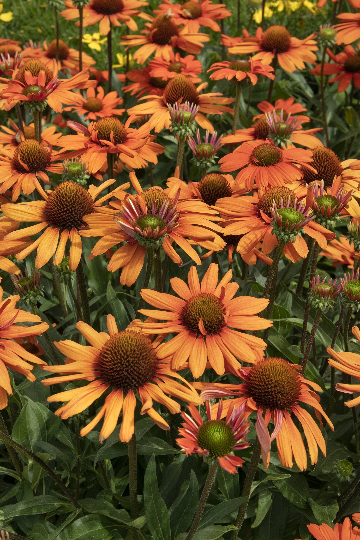 Kismet® Intense Orange Coneflower 2 Kismet® Intense Orange Coneflower