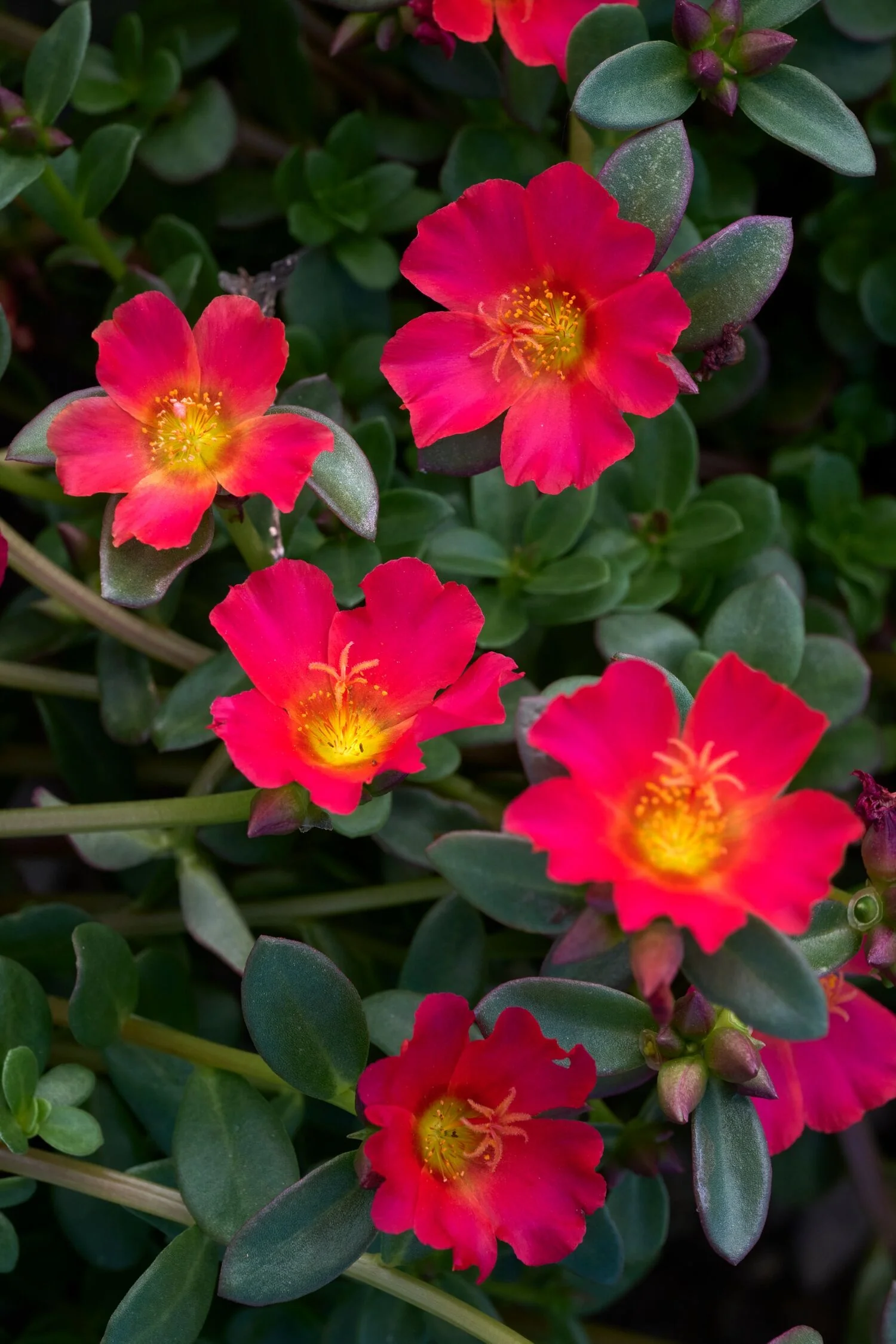 Mega Pazzaz™ Dark Pink Purslane 4 Mega Pazzaz™ Dark Pink Purslane