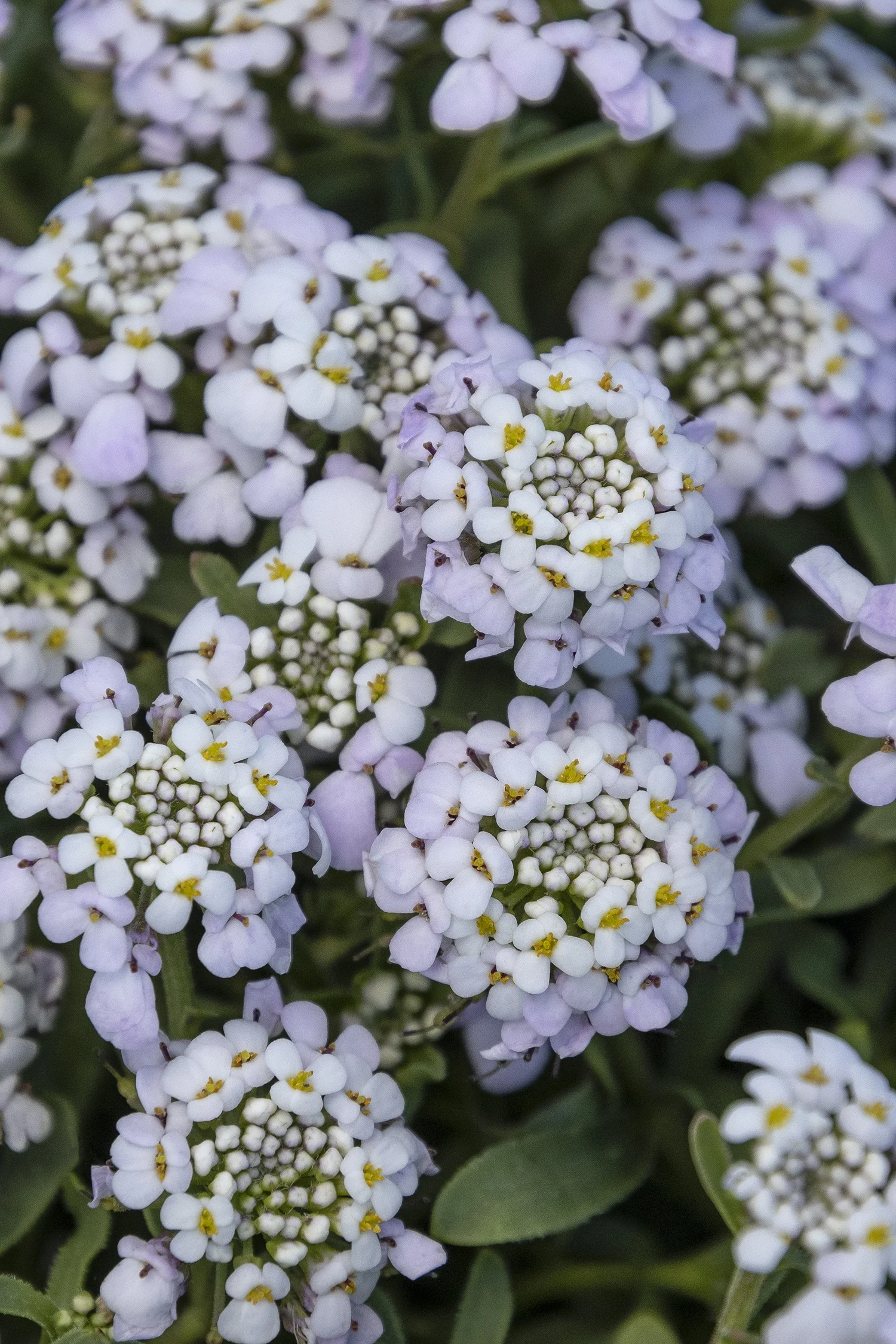 First Flush™ Lavender Candytuft 3 First Flush™ Lavender Candytuft