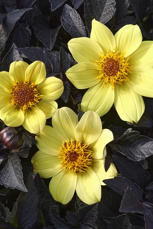Happy Days™ Yellow Dahlia 1 Happy Days™ Yellow Dahlia