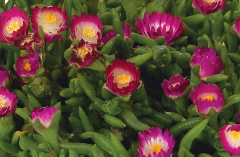 Rock Crystal Magenta Pop Ice Plant 2 Rock Crystal Magenta Pop Ice Plant