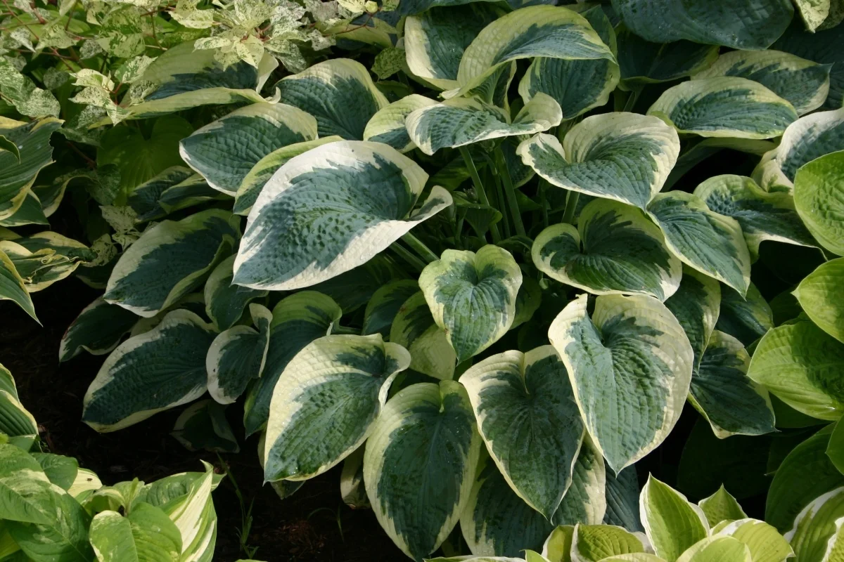Northern Exposure Hosta 9 Northern Exposure Hosta
