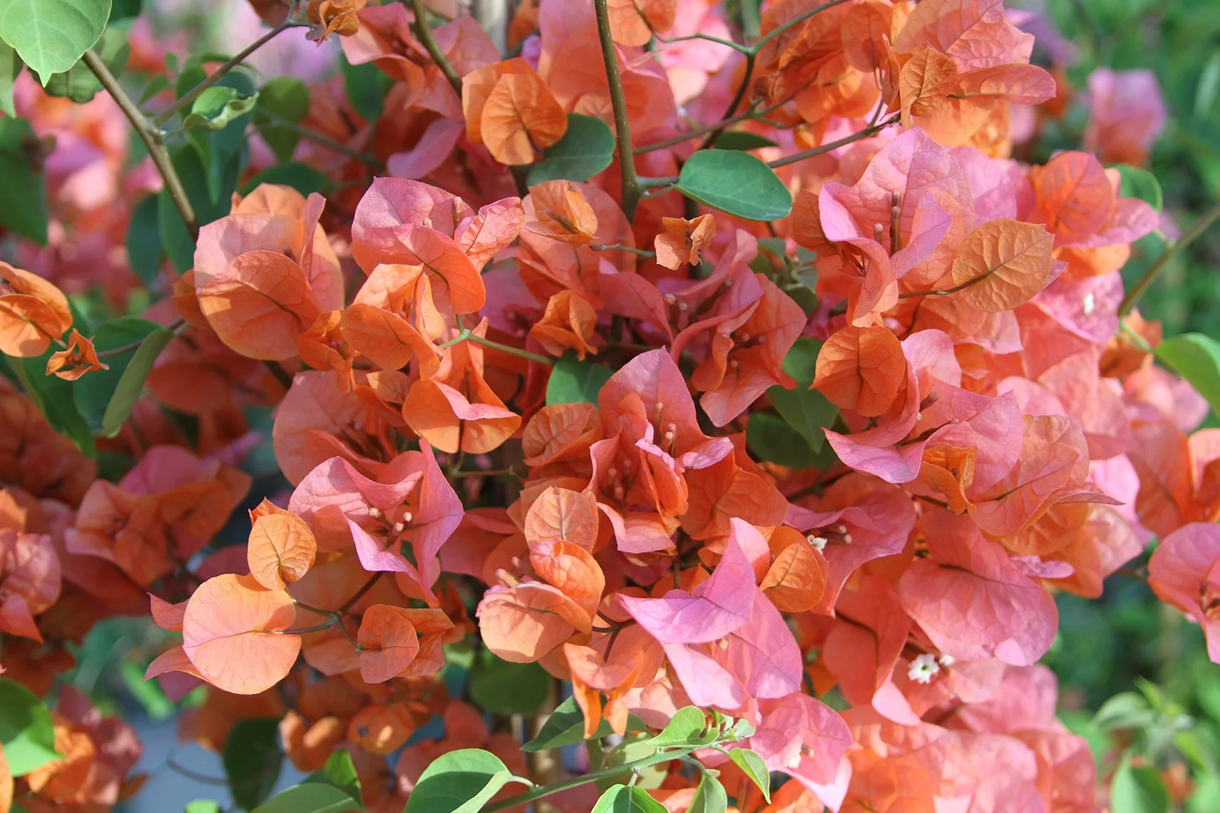 Sundown Orange Bougainvillea