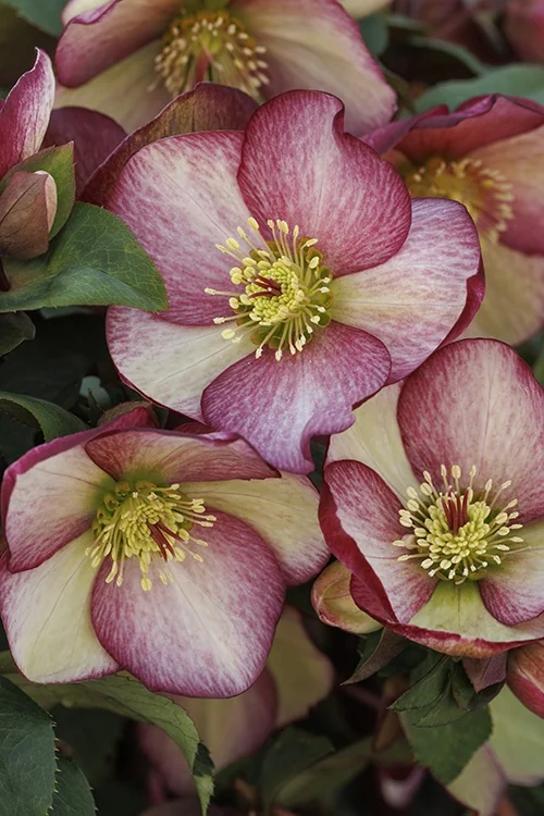 Ice N' Roses® Rosado Hellebore 1 Ice N' Roses® Rosado Hellebore