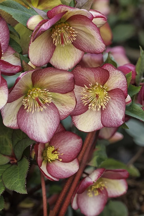 Ice N' Roses® Rosado Hellebore 2 Ice N' Roses® Rosado Hellebore