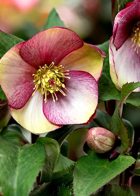 Ice N' Roses® Rosado Hellebore 3 Ice N' Roses® Rosado Hellebore