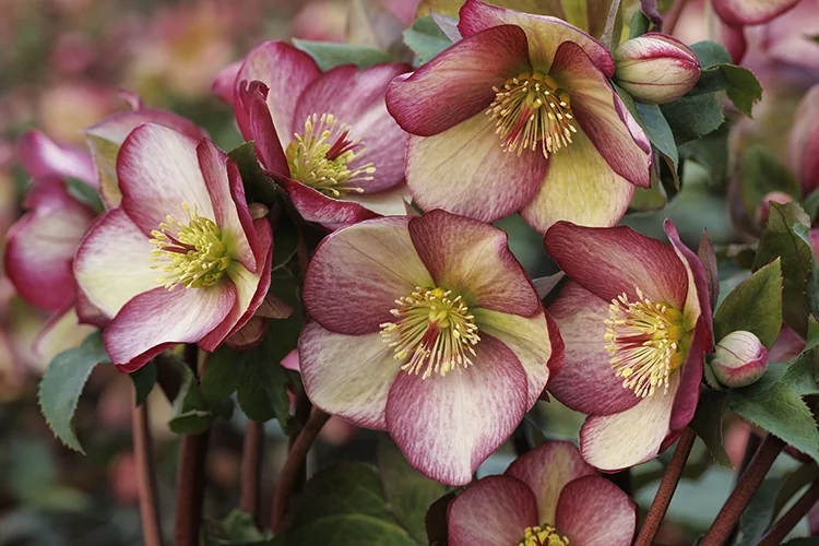 Ice N' Roses® Rosado Hellebore 4 Ice N' Roses® Rosado Hellebore