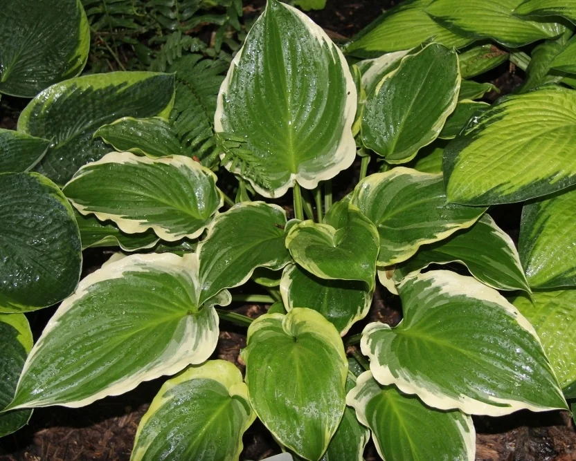Sugar and Spice Hosta