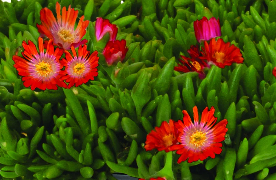 Rock Crystal Orange Ice Plant