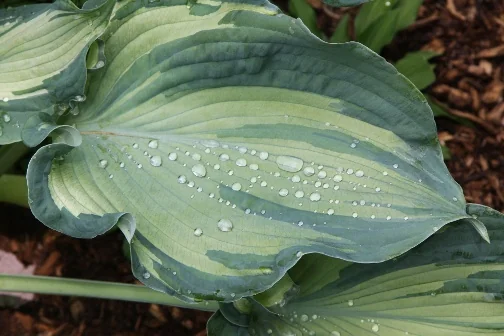 Guardian Angel Hosta