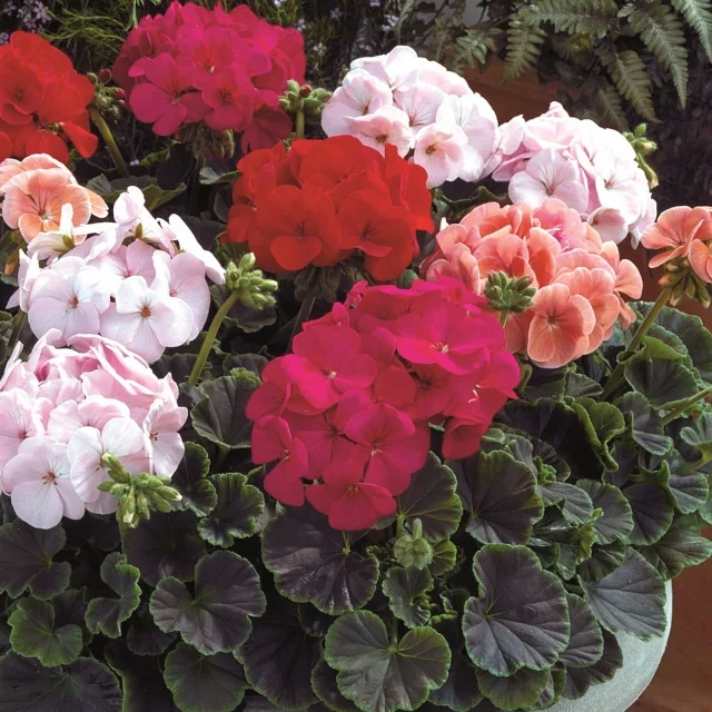 BullsEye™ Geranium