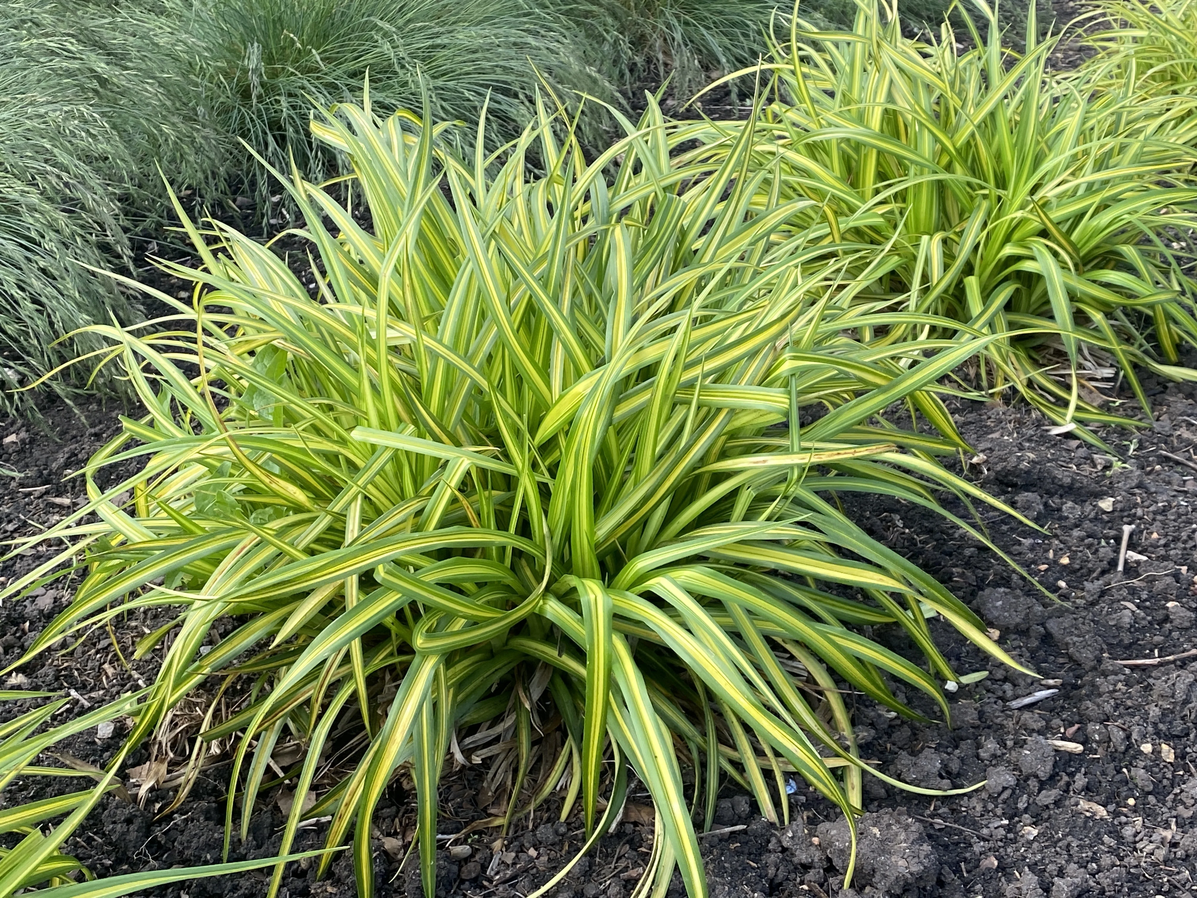 Stars and Stripes Bulrush