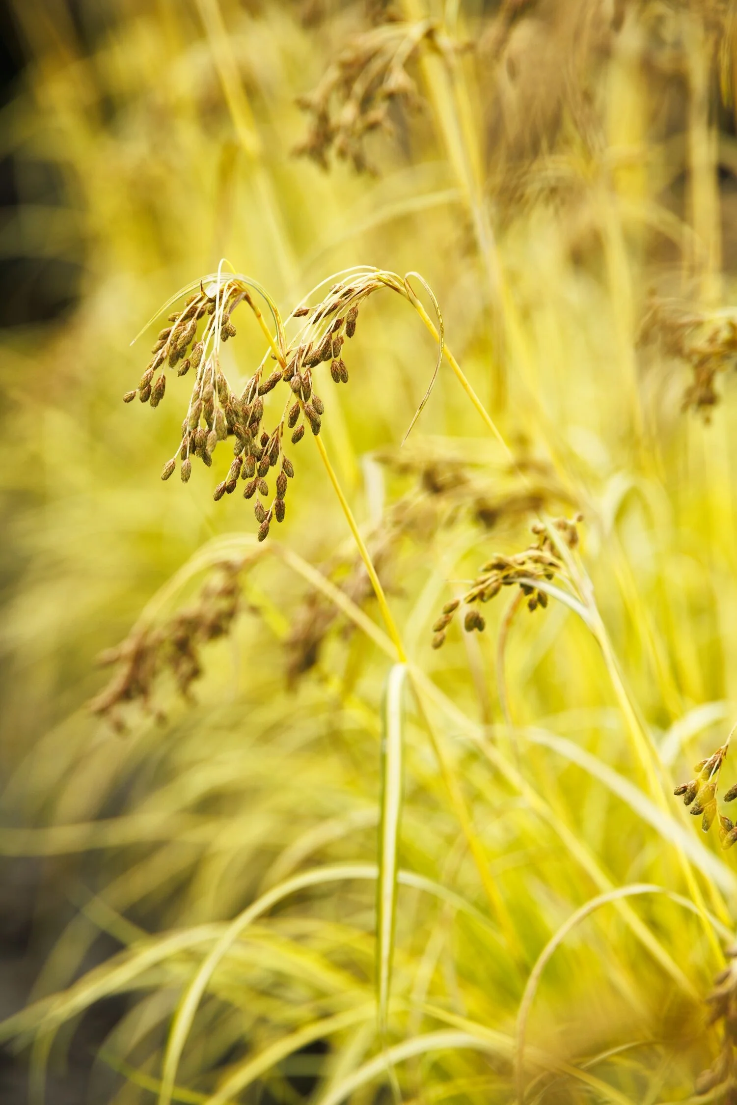 Stars and Stripes Bulrush