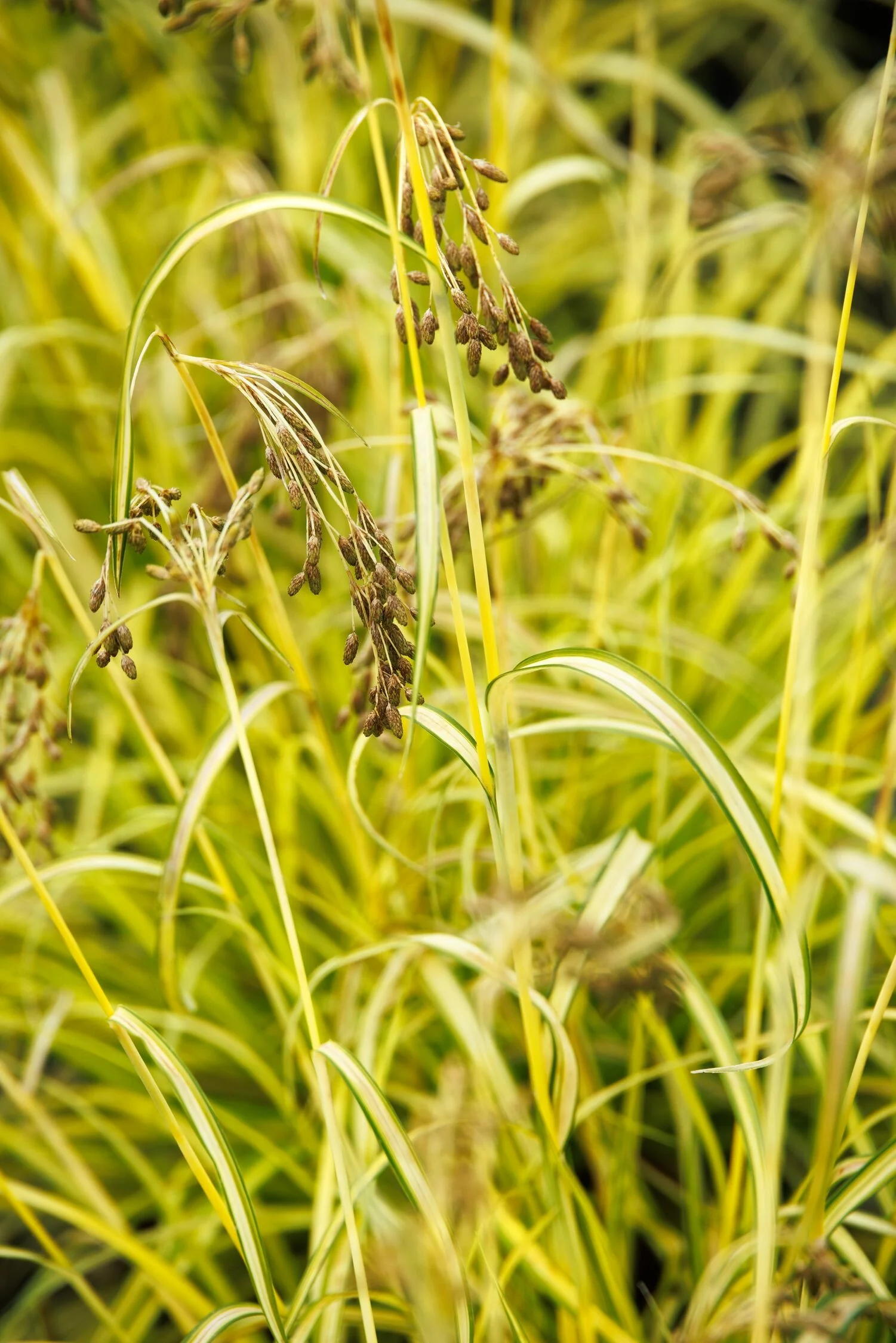 Stars and Stripes Bulrush 3 Stars and Stripes Bulrush