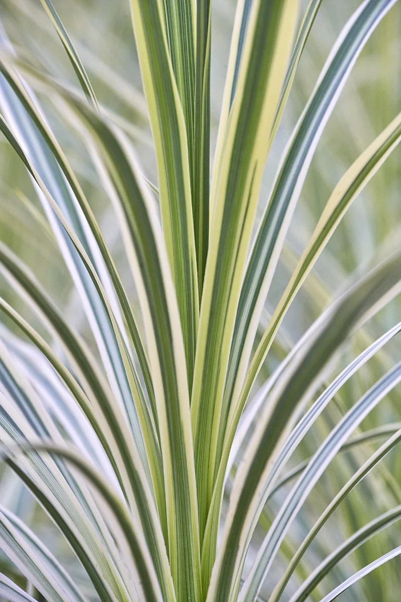 Lime Passion Cordyline 3 Lime Passion Cordyline