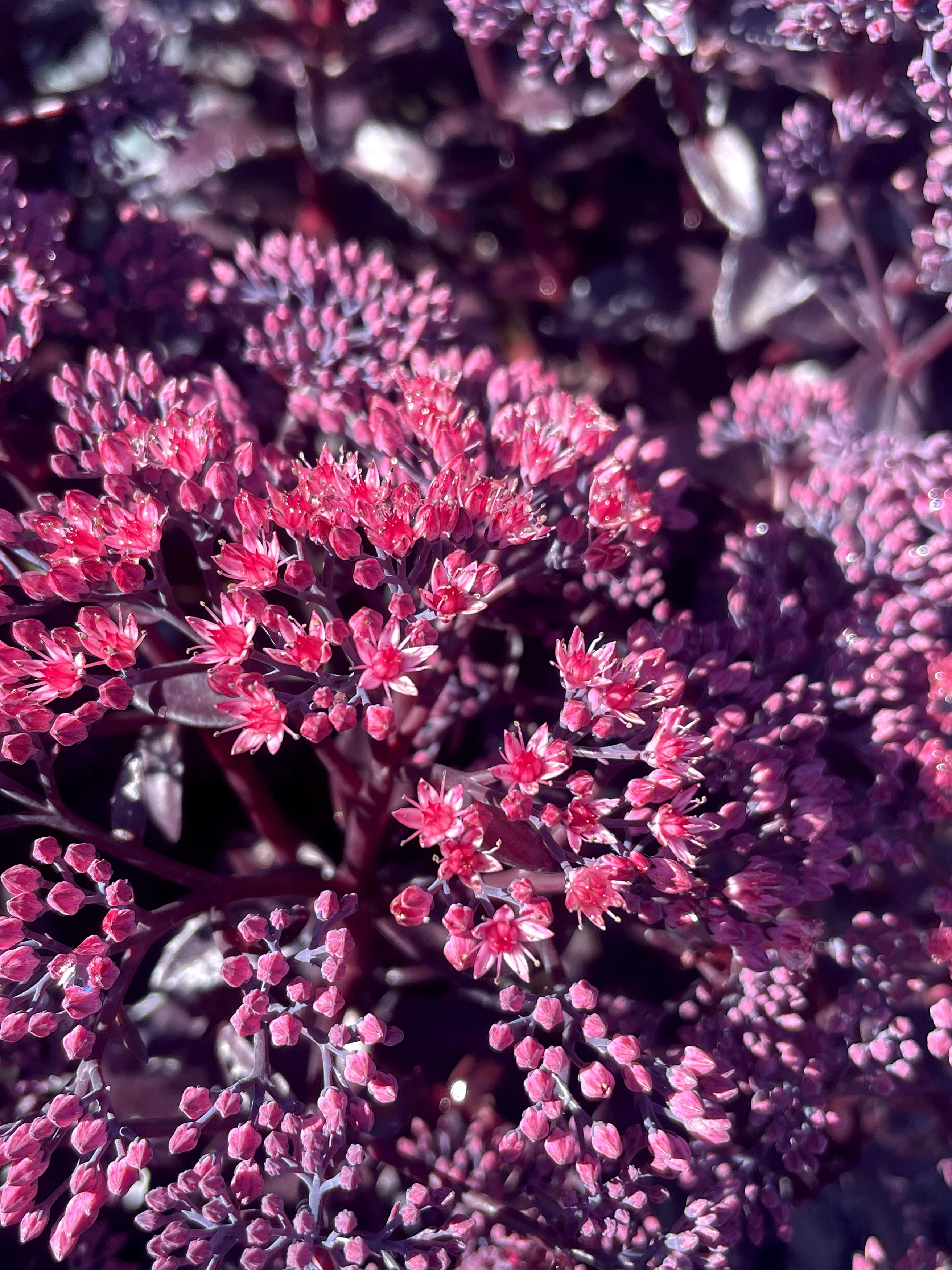 Nova® Cherry Fizz Sedum 1 Nova® Cherry Fizz Sedum