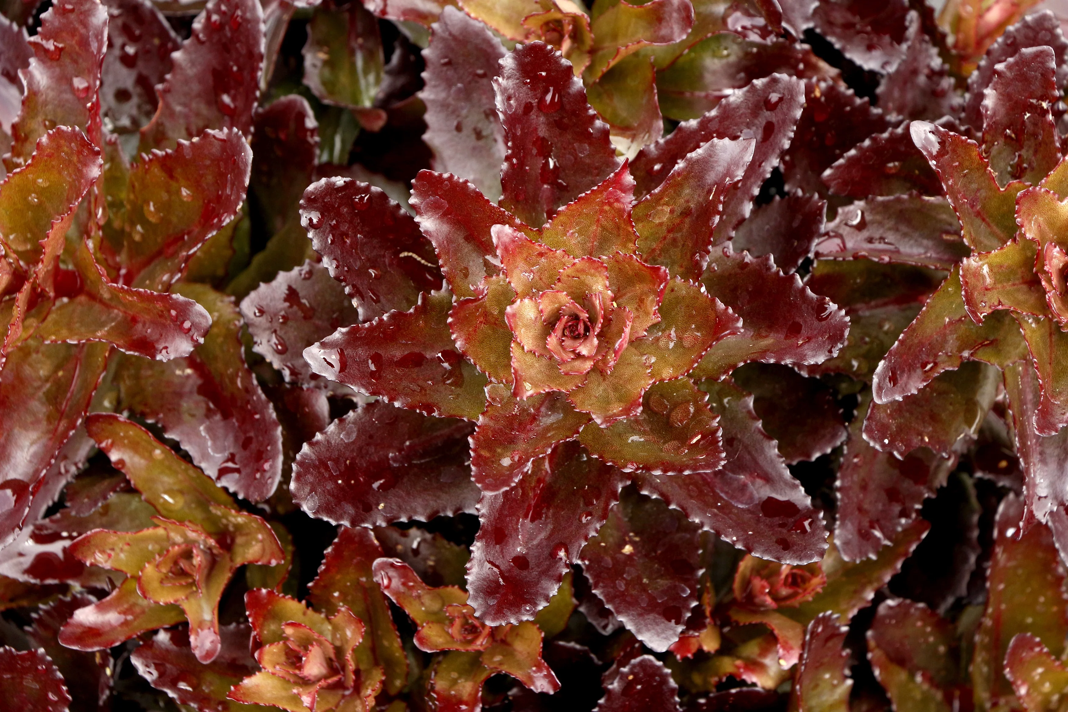 Nova® Cherry Fizz Sedum 2 Nova® Cherry Fizz Sedum