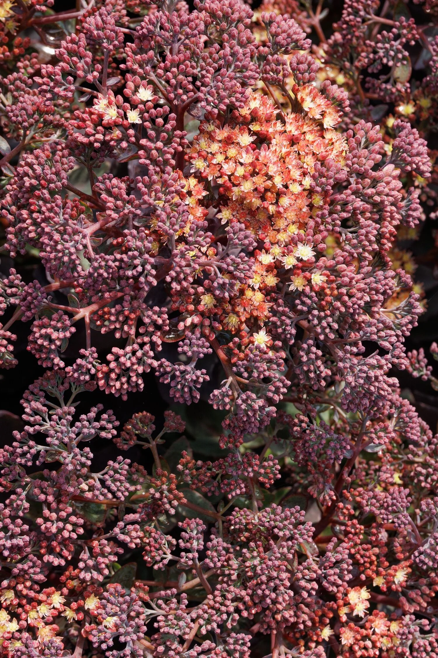 Nova® Cherry Fizz Sedum 3 Nova® Cherry Fizz Sedum