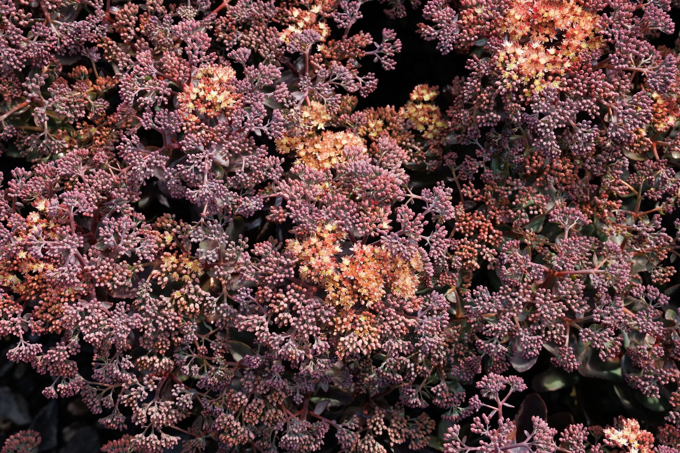 Nova® Cherry Fizz Sedum 4 Nova® Cherry Fizz Sedum