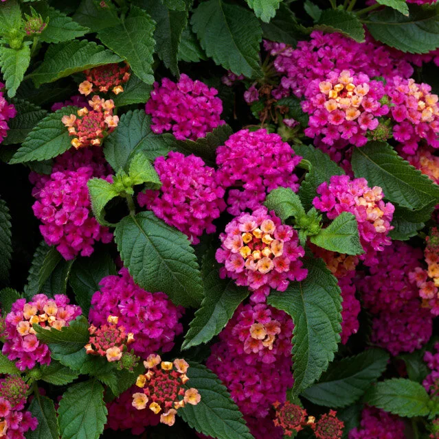 Bandito™ Lantana 4 Bandito™ Lantana